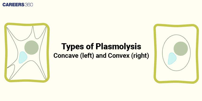 Plasmolysis and Deplasmolysis: Stages, Types & Examples